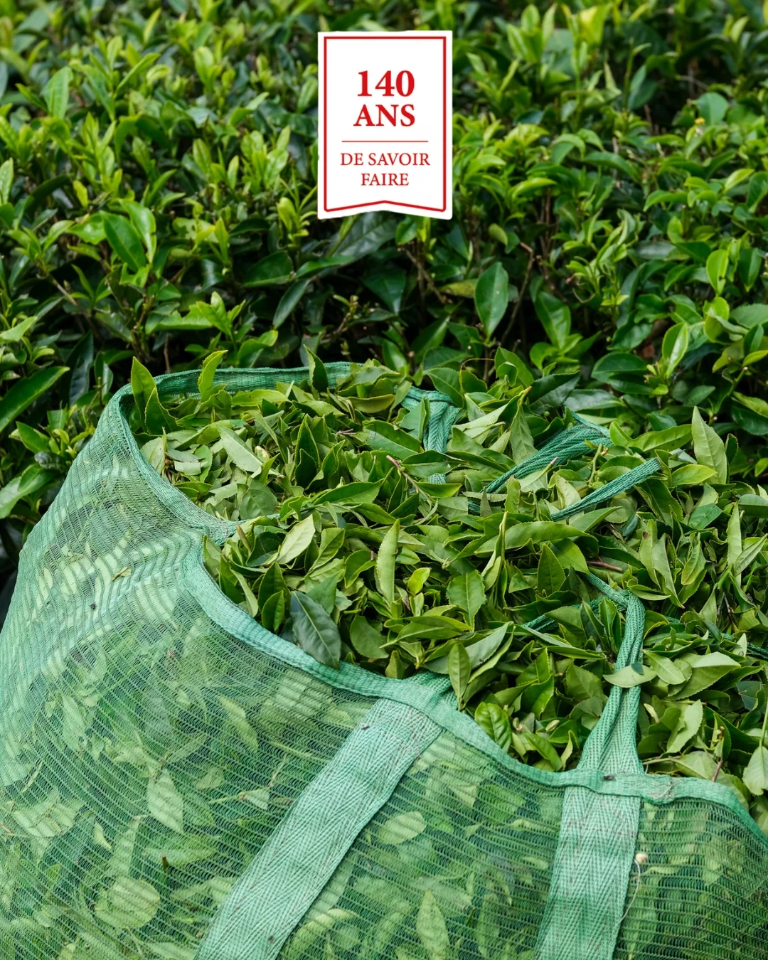 Cueillette de feuilles de thé pour une publication La Maison Corson.
